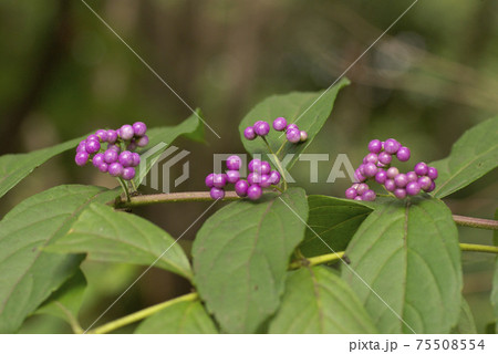 コムラサキ（小紫）の紫色の実が宝石のよう！！（紫式部とも） 75508554