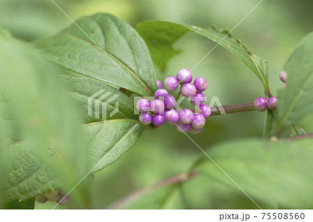 コムラサキ（小紫）の紫色の実が宝石のよう！！（紫式部とも） 75508560