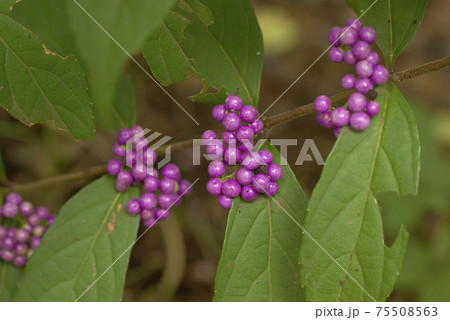 コムラサキ（小紫）の紫色の実が宝石のよう！！（紫式部とも） 75508563