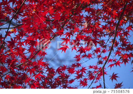 紅葉の狭山丘陵 真っ赤なモミジのアップ 紅葉の狭山丘陵 真っ赤なモミジのアップ 75508576