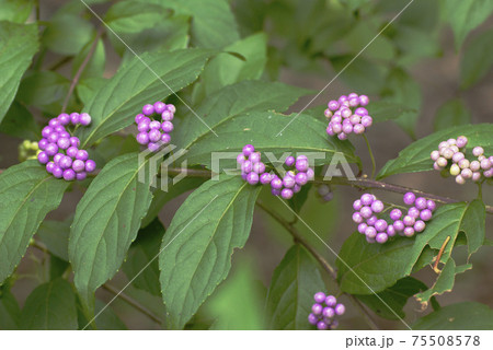 コムラサキ（小紫）の紫色の実が宝石のよう！！（紫式部とも） 75508578