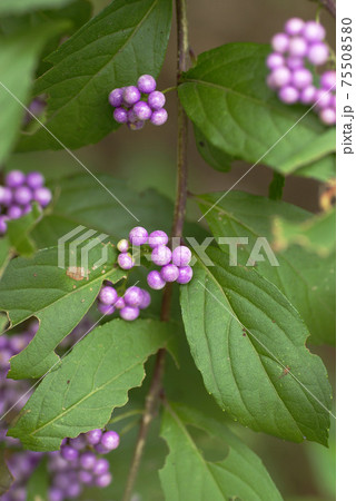 コムラサキ（小紫）の紫色の実が宝石のよう！！（紫式部とも） 75508580