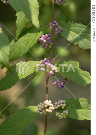 コムラサキ（小紫）の紫色の実が宝石のよう！！（紫式部とも） 75508581