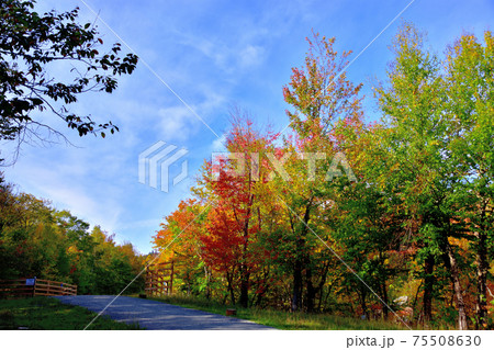 秋彩りカナダ・ローレンシャン高原紅葉 75508630