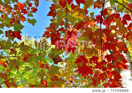 秋彩りカナダ・ローレンシャン高原紅葉 75508886