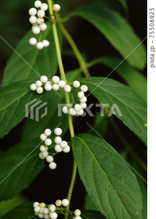 シロシキブ（白式部）の純白の実が宝石のよう！！ 75508925