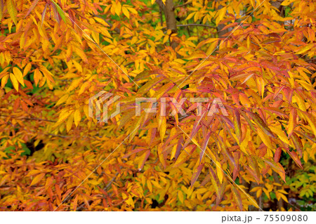 秋彩りカナダ・ローレンシャン高原紅葉 75509080