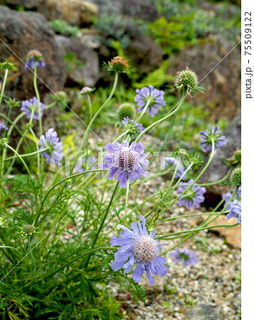 高原の花 スカビオサの写真素材