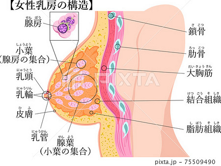 女性 乳房 ベクター イラストのイラスト素材