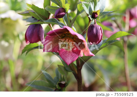 冬の花壇に咲くクリスマスローズの花の写真素材