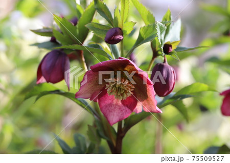 冬の花壇に咲くクリスマスローズの花 冬の花壇に咲くクリスマスローズの花 75509527