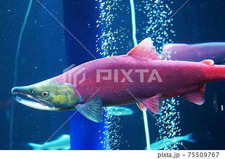 真っ赤に染まった紅鮭 真っ赤に染まった紅鮭 75509767