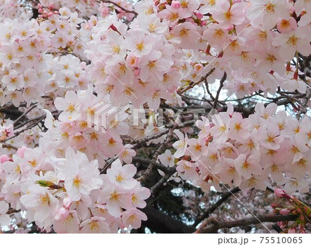 さくら　サクラ　桜の花　染井吉野 75510065