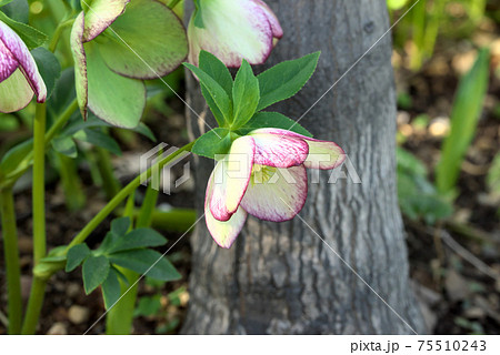 クリスマスローズ　ヘレボルス 75510243