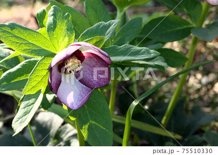 クリスマスローズ ヘレボルス クリスマスローズ ヘレボルス 75510330