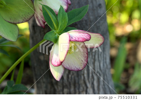 クリスマスローズ　ヘレボルス 75510331