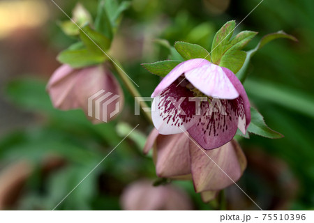 クリスマスローズ　ヘレボルス 75510396