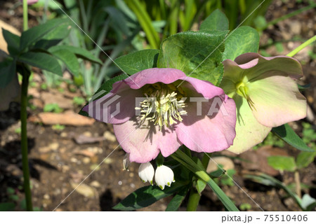 クリスマスローズ　ヘレボルス 75510406