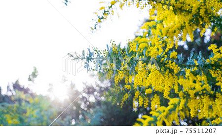 大府みどり公園 ミモザ 75511207