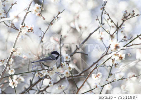 梅林の中のシジュウカラ 75511987