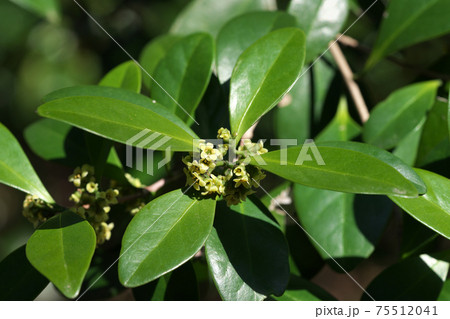 モクレイシ(木茘枝)の花(雄花) 葉は十字対生に伸びる モクレイシ(木茘枝)の花(雄花) 葉は十字対生に伸びる 75512041