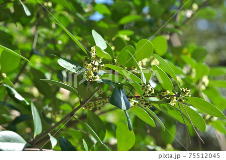 モクレイシ（木茘枝）　雌雄異株で、この木は雄花を咲かせる雄株 75512045