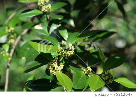 モクレイシ(木茘枝)の花(雄花) モクレイシ(木茘枝)の花(雄花) 75512047
