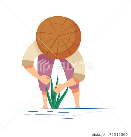 Vietnamese Man Farmer in Straw Conical Hat Setting Rice Crop in Watery Ground Vector Illustration Vietnamese Man Farmer in Straw Conical Hat Setting Rice Crop in Watery Ground Vector Illustration 75512066