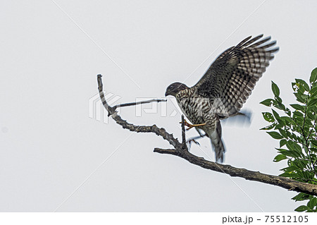 野鳥の羽根 鳥 ツミの羽根 猛禽類