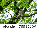 緑樹に止まる小形猛禽類の鷹ツミ 75512106