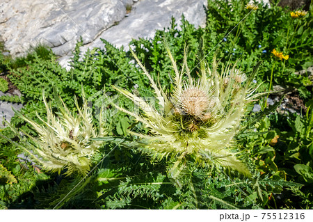 alpine sea holly, Eryngium alpinum, in Savoie, France 75512316