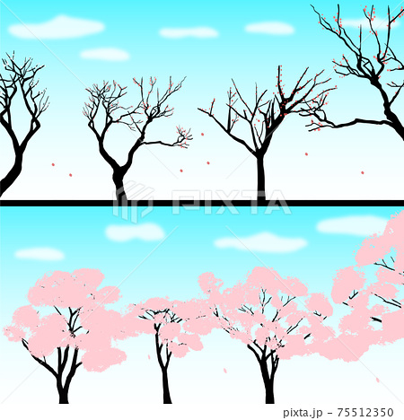 春の訪れ 梅の木と満開の桜の木のイラスト素材