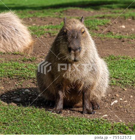 Capybara or water hog (Hydrochoerus hydrochaeris), Stock Photo, Picture And  Rights Managed Image. Pic. IBR-1160201