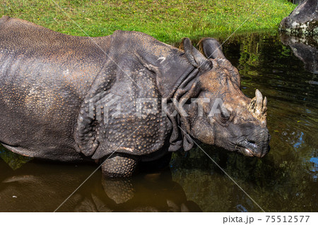 The Indian Rhinoceros, Rhinoceros unicornis aka Greater One-horned Rhinoceros 75512577