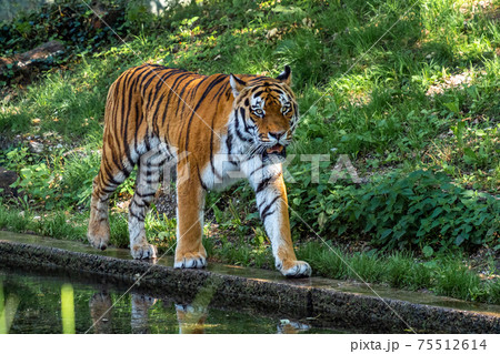 The Siberian tiger,Panthera tigris altaica in a park 75512614