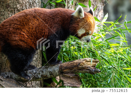 The red panda, Ailurus fulgens, also called the lesser panda. 75512615