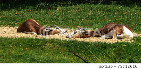 Dama gazelle, Gazella dama mhorr or mhorr gazelle is a species of gazelle Dama gazelle, Gazella dama mhorr or mhorr gazelle is a species of gazelle 75512616