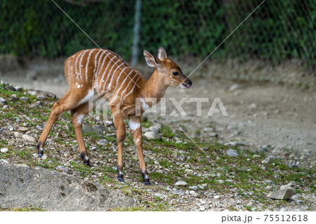 Baby Nyala Antelope - Tragelaphus angasii. Wild life animal. Baby Nyala Antelope - Tragelaphus angasii. Wild life animal. 75512618