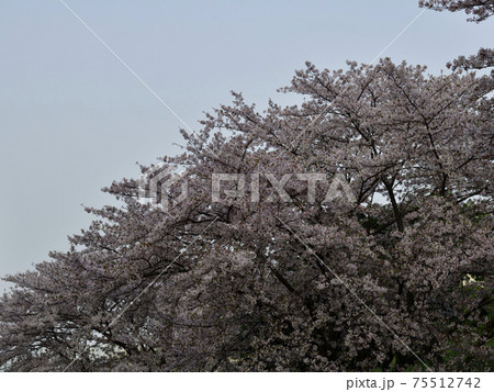 青空の下満開の桜、染井吉野、満開@光明池駅周辺、堺市 青空の下満開の桜、染井吉野、満開@光明池駅周辺、堺市 75512742