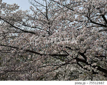 青空の下満開の桜、染井吉野、満開@檜尾公園、堺市 青空の下満開の桜、染井吉野、満開@檜尾公園、堺市 75512887