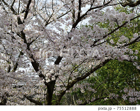 青空の下満開の桜、染井吉野、満開@檜尾公園、堺市 青空の下満開の桜、染井吉野、満開@檜尾公園、堺市 75512888