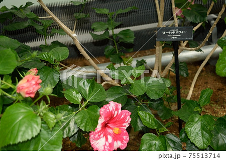 温室ハイビスカス "オーキッドホワイト" ピンクの花 温室ハイビスカス "オーキッドホワイト" ピンクの花 75513714