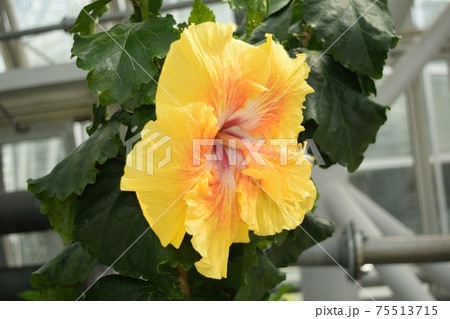 "アランスー" 黄色いハイビスカスの花 75513715