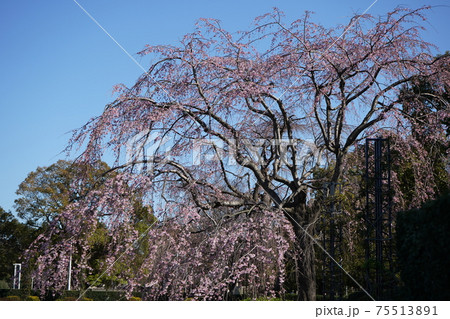 枝垂桜 ~山下公園~ 枝垂桜 ~山下公園~ 75513891