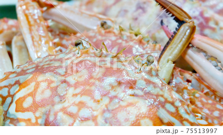Closeup of boiled and cooked flower crab, Portunus armatus. 75513997