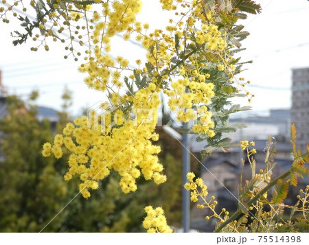 ミモザアカシア 75514398