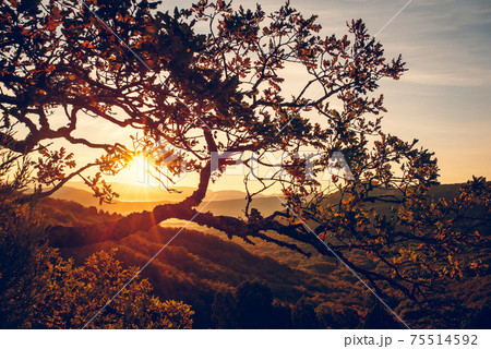 Beautiful view of the rising sun through the branches of a tree. 75514592