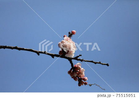 アンズの花 75515051