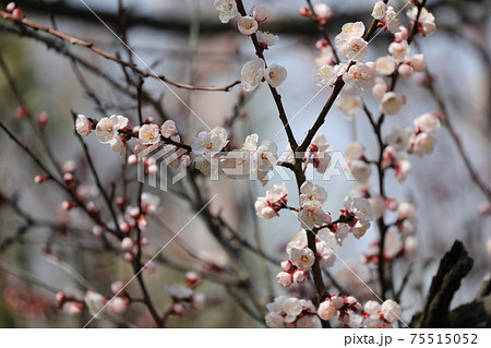 アンズの花 75515052