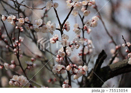 アンズの花 アンズの花 75515054